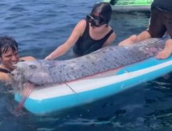 Penampakan Oarfish Ditemukan Mati Mengambang di Laut San Diego