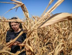 Kisah Daun-daun Jagung Meranggas imbas ‘Gurun’ Rumania