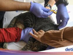 Jemput Bola Vaksin Rabies untuk Hewan Peliharaan Warga Tangerang