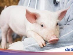 Geger Wabah ASF di 32 Provinsi RI, Barantin Wanti-wanti Warga Tak Jual Babi Sakit