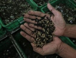 Rumah Maggot Bersiap Kelola Sampah Sisa Makan Bergizi Gratis