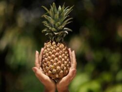 Ini yang Terjadi Pada Tubuh Bila Makan Nanas Setiap Hari