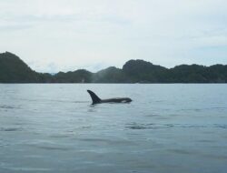 Pemerintah Rilis Panduan Buat Selamatkan Laut Indonesia, Ini Tujuannya