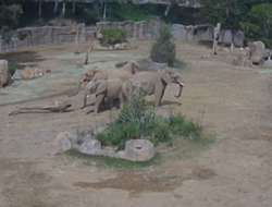 Momen Gajah Dewasa Lindungi si Kecil Saat Gempa di San Diego