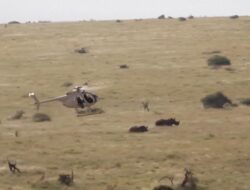 Aktivitas Giring Badak Pakai Helikopter di Kenya
