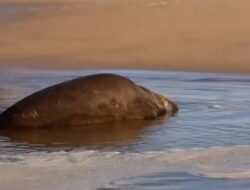 Anjing Laut 2 Ton Hebohkan Cape Town, Di waktu ini Kembali ke Laut