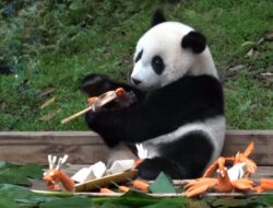 Gemasnya Panda Nikmati Makanan Spesial Perayaan Seni Perahu Naga