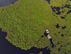 Eceng Gondok Memenuhi Situ Gunung Putri Bogor
