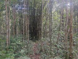 Kawasan Distrik Konda Terverifikasi, KI Kawal Sampai saat ini Jadi Hutan Adat