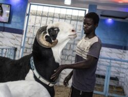 Bukan Buat Hewan Kurban, Domba di Senegal Ikut Kontes Pesona Diri