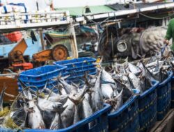Terbukti, Ini 5 Ikan yang Boleh Dimakan Penderita Kolesterol dan Asam Urat