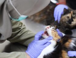 Imunisasi Rabies Digelar untuk Kucing di Jatim