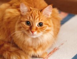 Kucing Oren Depan FX Viral, Jadi Destinasi Wisata Bintang 5 di Google
