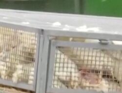 Wabah Flu Burung Melanda Jerman, 15 Ribu Hewan Dimusnahkan