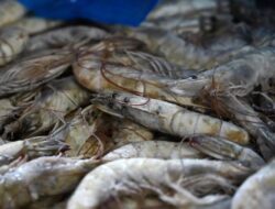 Pemerintah Pastikan AS Tak Blokir Udang dari RI