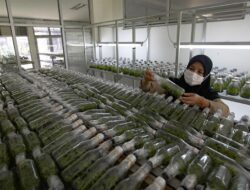 Melihat Lebih Dekat Laboratorium Pembibitan Anggrek Lebak Bulus