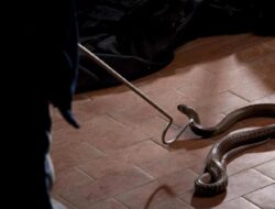 Kenali 9 Tanda Ada Ular di Rumah Kamu dan Trik Mencegahnya