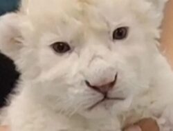 2 Anak Singa Putih Menggemaskan Lahir di Kebun Binatang Venezuela