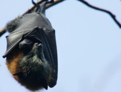 Ramai Virus Nipah, Kemenkes Minta Warga Lapor Seandainya Bergejala Pulang dari India