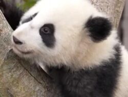 Sambut Tahun Baru, Bayi Panda Raksasa Tampil Perdana di China
